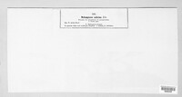 Melampsora salicina image